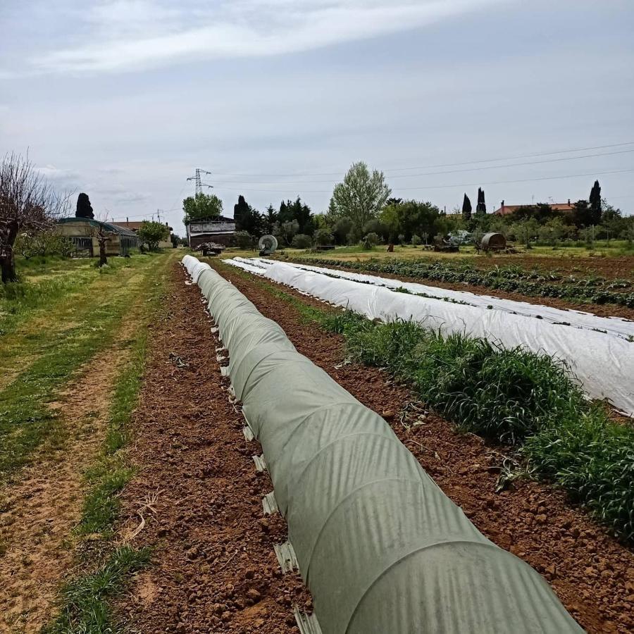 Agriturismo Il Cipresso Vada Dış mekan fotoğraf